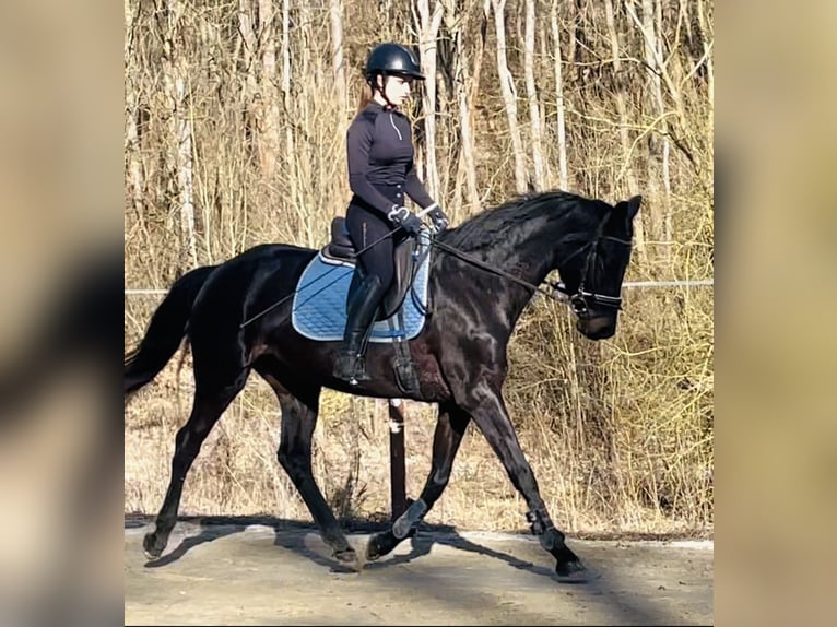 Hannoveraan Merrie 5 Jaar 168 cm Zwartbruin in Hetschburg