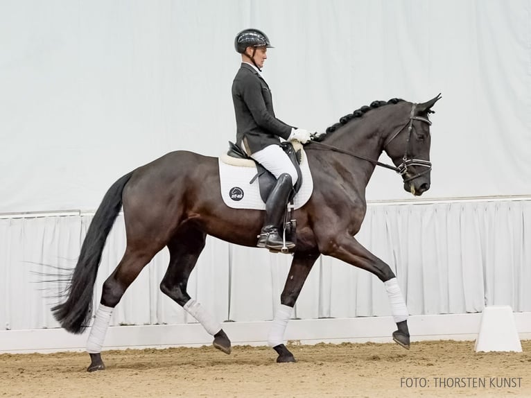 Hannoveraan Merrie 5 Jaar 168 cm Zwartbruin in Verden