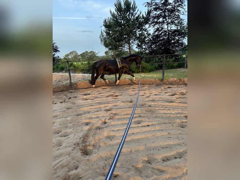 Hannoveraan Merrie 5 Jaar 168 cm Zwartbruin in Wielen