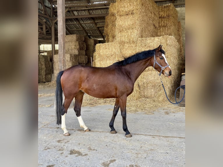 Hannoveraan Merrie 5 Jaar 169 cm Bruin in Zülpich