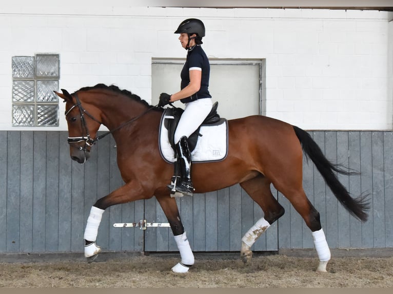 Hannoveraan Merrie 5 Jaar 169 cm Bruin in Tiddische