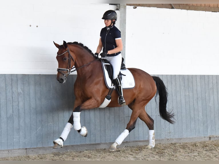 Hannoveraan Merrie 5 Jaar 169 cm Bruin in Tiddische