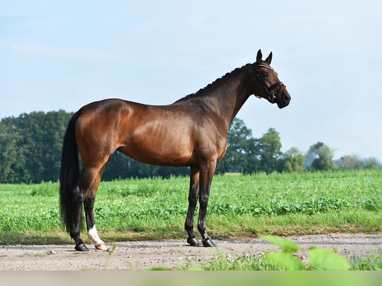 Hannoveraan Merrie 5 Jaar 169 cm Bruin in Lohne (Oldenburg)