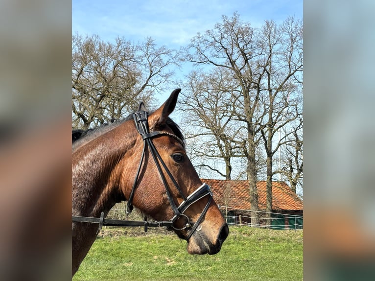 Hannoveraan Merrie 5 Jaar 169 cm Bruin in Bassum