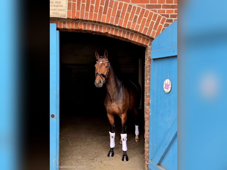 Hannoveraan Merrie 5 Jaar 169 cm Bruin in Warendorf