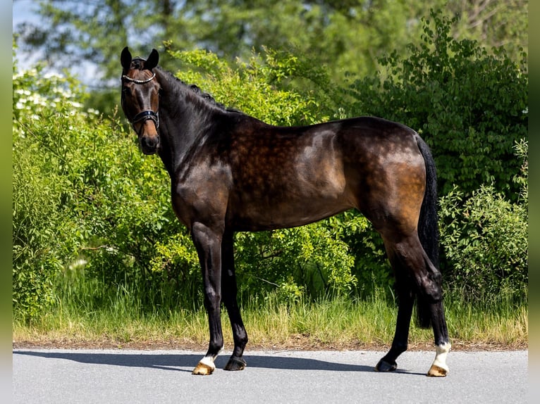 Hannoveraan Merrie 5 Jaar 169 cm Bruin in Rosenheim