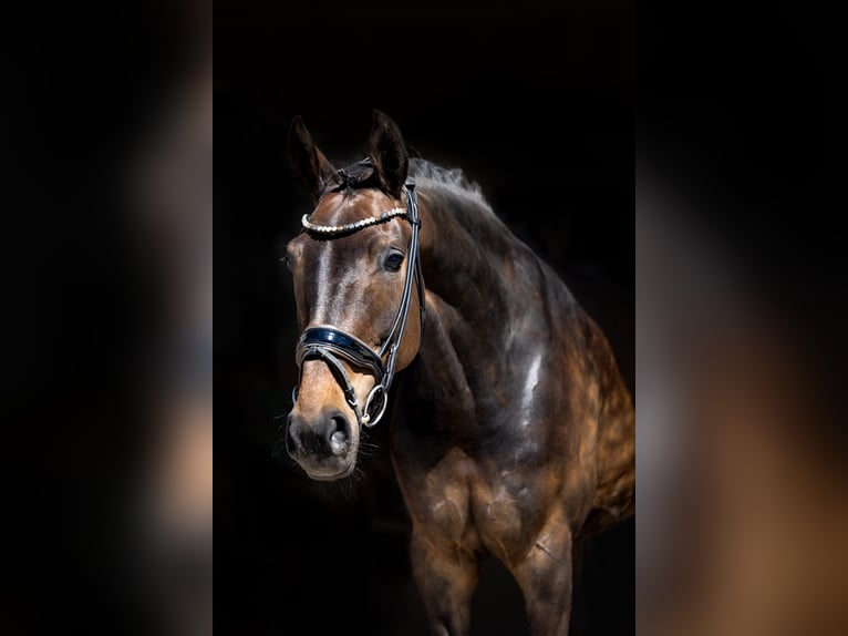 Hannoveraan Merrie 5 Jaar 169 cm Bruin in Rosenheim