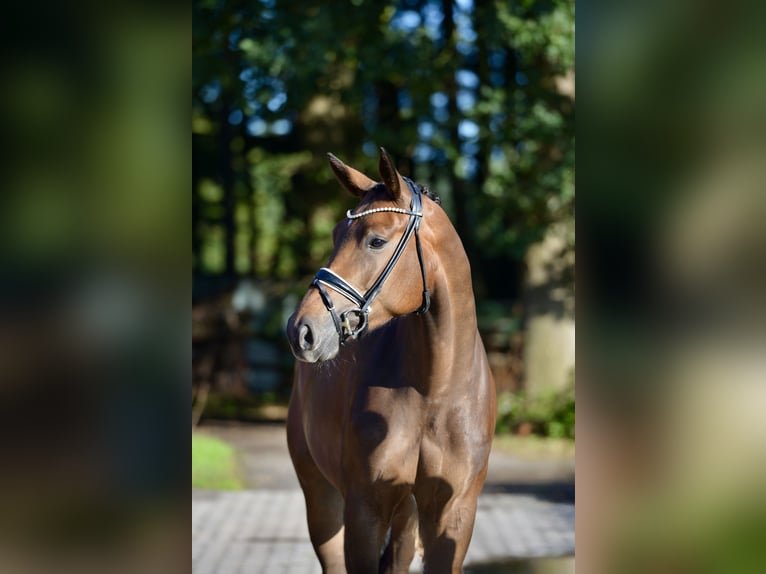 Hannoveraan Merrie 5 Jaar 169 cm Donkerbruin in Visbek