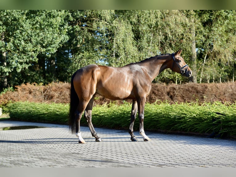 Hannoveraan Merrie 5 Jaar 169 cm Donkerbruin in Visbek