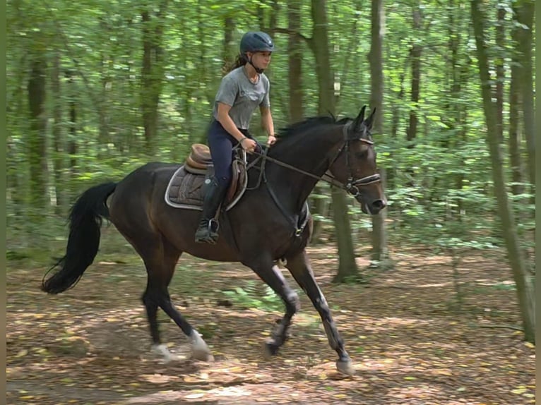 Hannoveraan Merrie 5 Jaar 169 cm Donkerbruin in Braunschweig