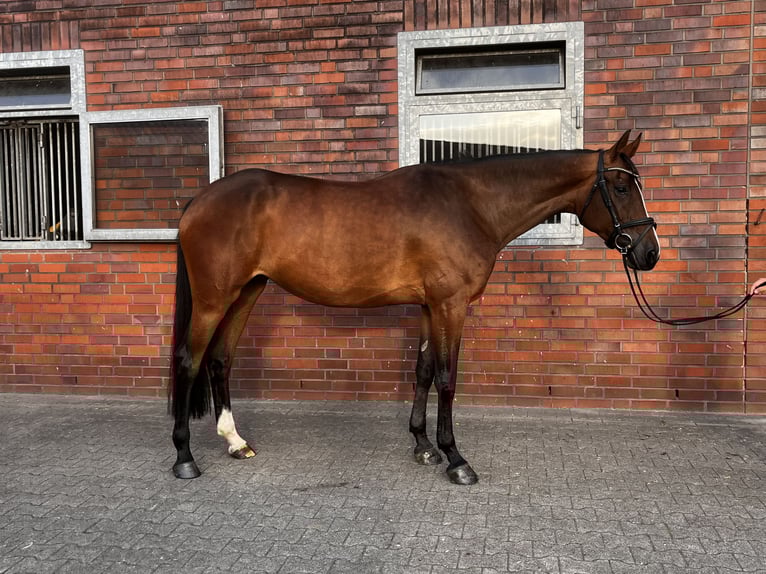 Hannoveraan Merrie 5 Jaar 169 cm Donkerbruin in Hasel&#xFC;nne