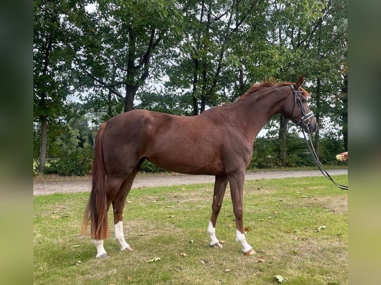 Hannoveraan Merrie 5 Jaar 169 cm Donkere-vos in Bargstedt-Ohrensen