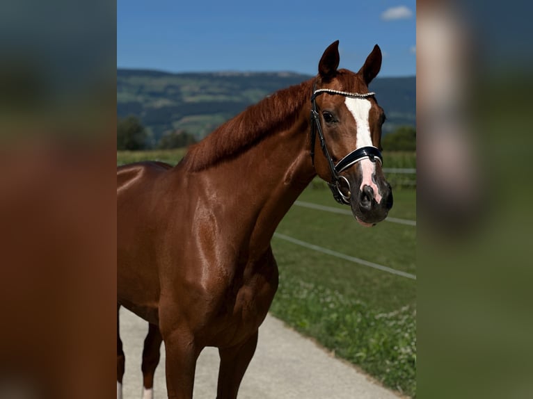 Hannoveraan Merrie 5 Jaar 169 cm Donkere-vos in Deitingen