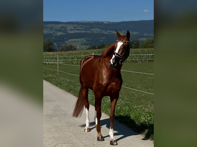 Hannoveraan Merrie 5 Jaar 169 cm Donkere-vos in Deitingen