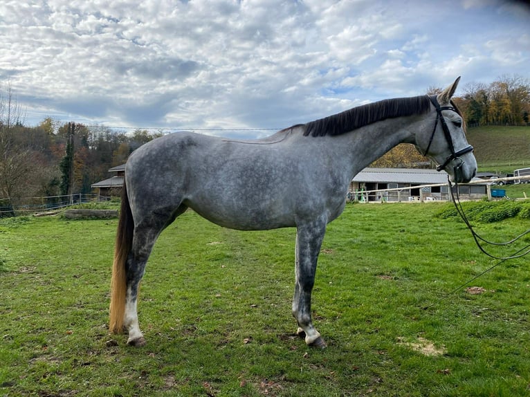 Hannoveraan Merrie 5 Jaar 169 cm Schimmel in Savoie