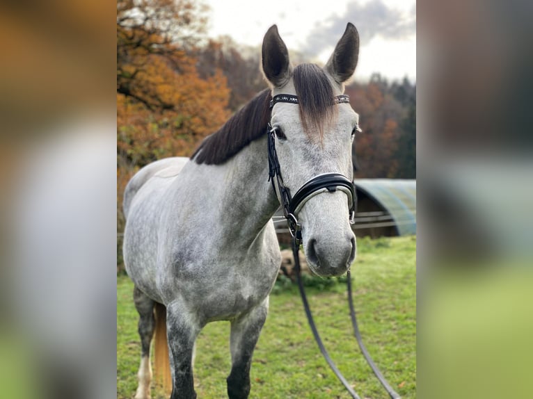 Hannoveraan Merrie 5 Jaar 169 cm Schimmel in Savoie