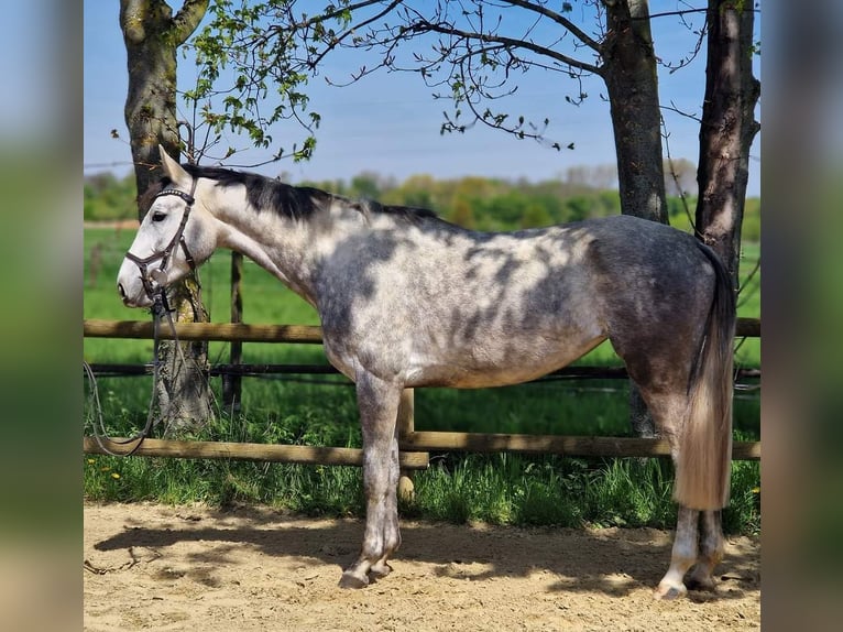 Hannoveraan Merrie 5 Jaar 169 cm Schimmel in Korschenbroich