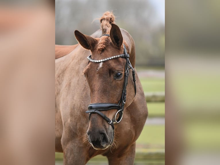 Hannoveraan Merrie 5 Jaar 169 cm Vos in Riedstadt