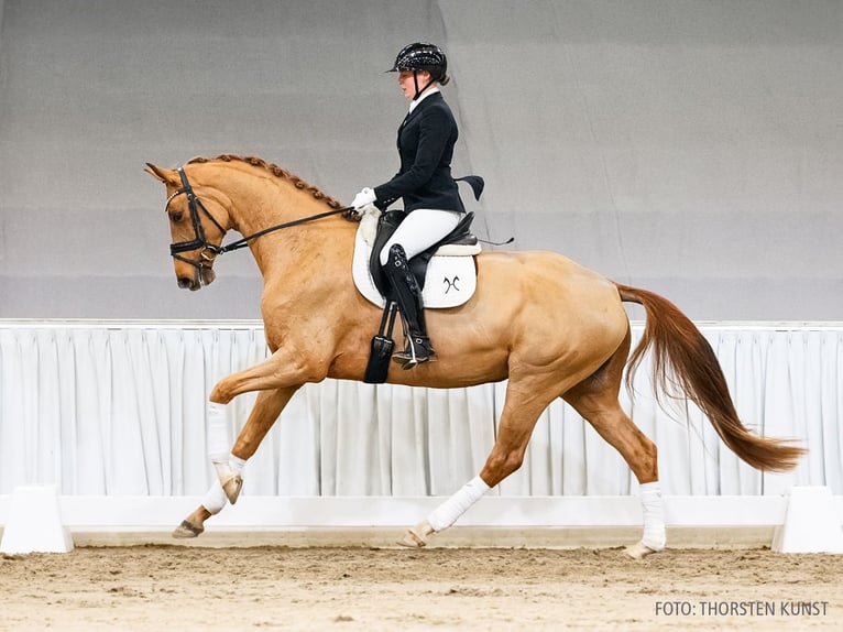 Hannoveraan Merrie 5 Jaar 169 cm Vos in Verden