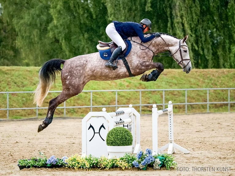 Hannoveraan Merrie 5 Jaar 169 cm Vos in Verden
