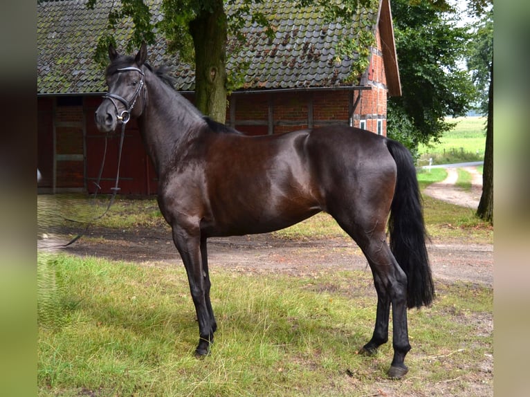 Hannoveraan Merrie 5 Jaar 169 cm Zwart in Staffhorst