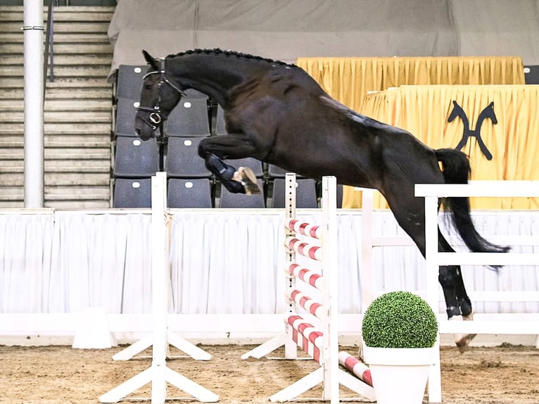 Hannoveraan Merrie 5 Jaar 169 cm Zwart in Verden