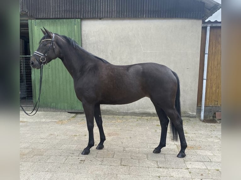 Hannoveraan Merrie 5 Jaar 169 cm Zwartbruin in Neuhaus an der Oste