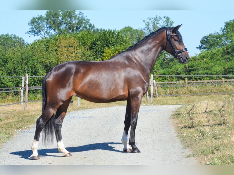 Hannoveraan Merrie 5 Jaar 169 cm Zwartbruin in Marigny