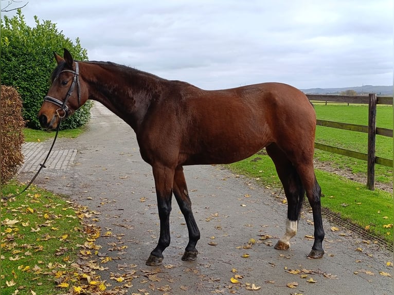 Hannoveraan Merrie 5 Jaar 170 cm Bruin in Warstein