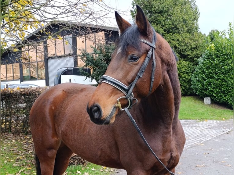 Hannoveraan Merrie 5 Jaar 170 cm Bruin in Warstein