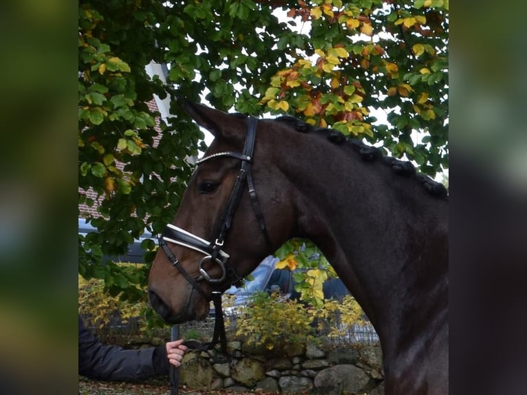 Hannoveraan Merrie 5 Jaar 170 cm Bruin in Fredenbeck