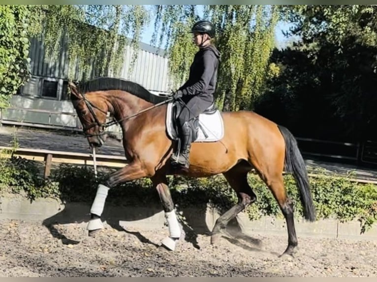 Hannoveraan Merrie 5 Jaar 170 cm Bruin in Sottrum