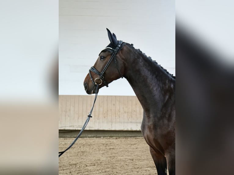 Hannoveraan Merrie 5 Jaar 170 cm Bruin in Dippoldiswalde