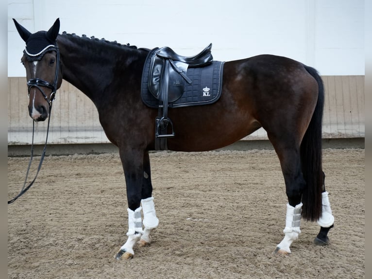 Hannoveraan Merrie 5 Jaar 170 cm Bruin in Dippoldiswalde