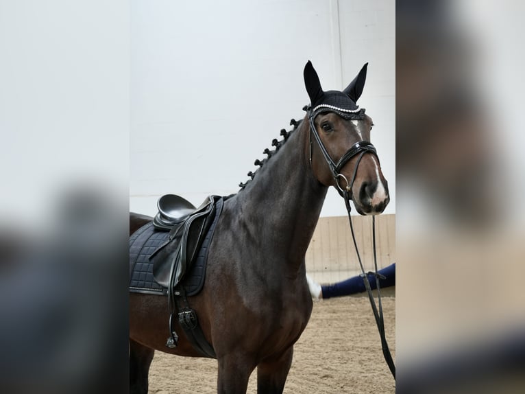 Hannoveraan Merrie 5 Jaar 170 cm Bruin in Dippoldiswalde