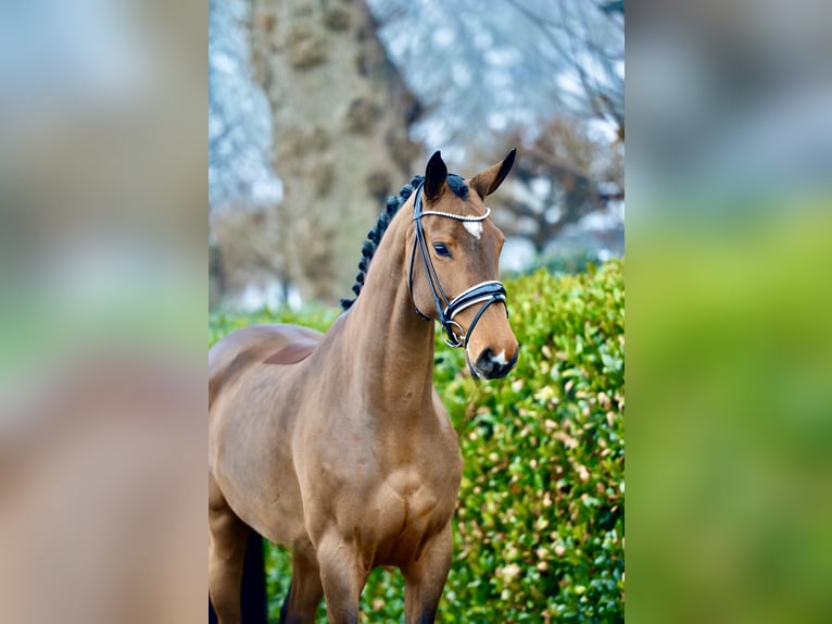 Hannoveraan Merrie 5 Jaar 170 cm Bruin in Vechta