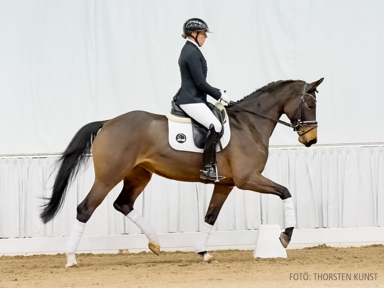 Hannoveraan Merrie 5 Jaar 170 cm Bruin in Verden