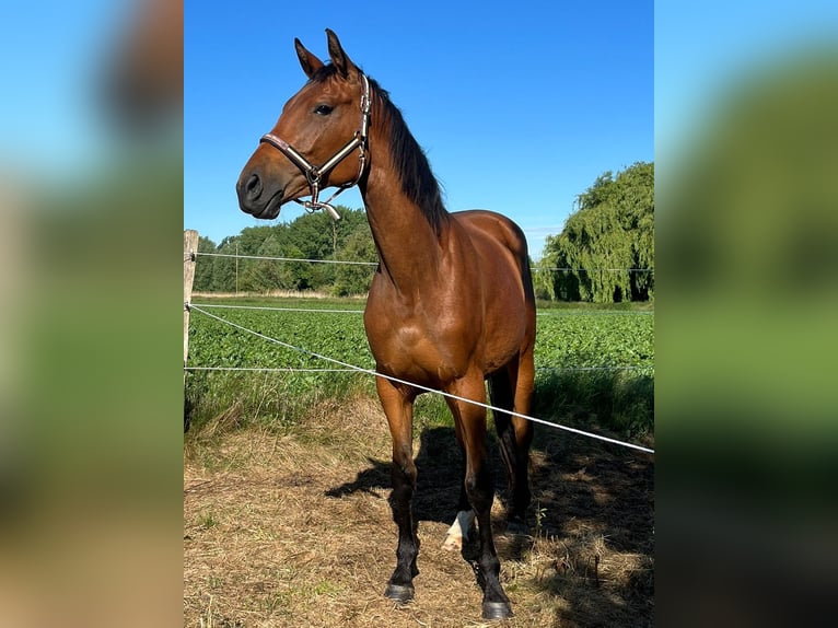 Hannoveraan Merrie 5 Jaar 170 cm Bruin in Rodgau