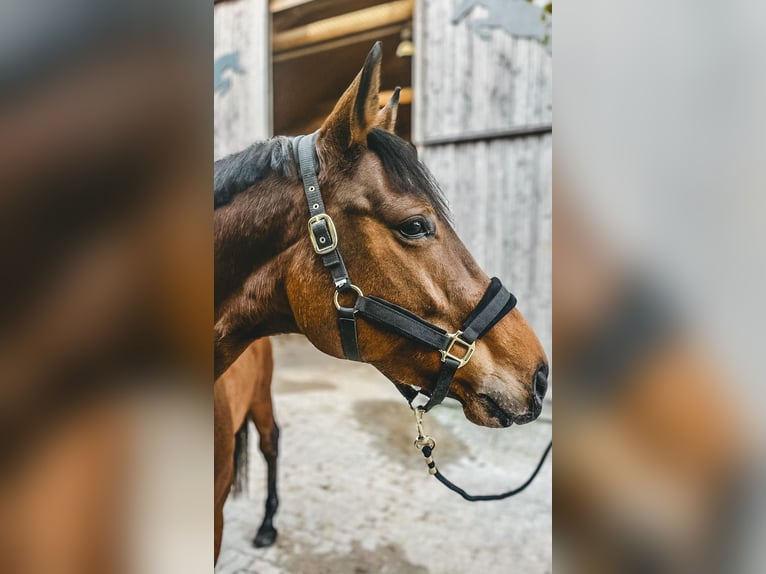 Hannoveraan Merrie 5 Jaar 170 cm Bruin in Haslau