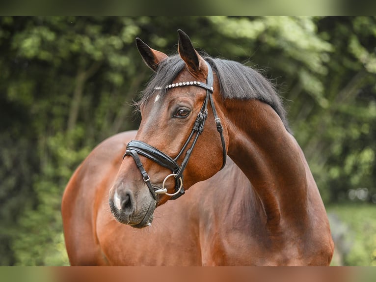 Hannoveraan Merrie 5 Jaar 170 cm Bruin in Riedstadt