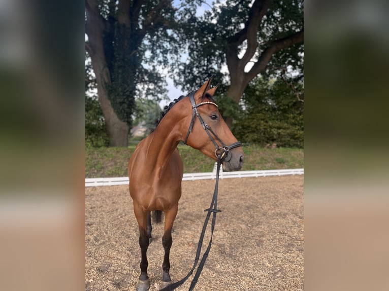 Hannoveraan Merrie 5 Jaar 170 cm Bruin in Hamburg