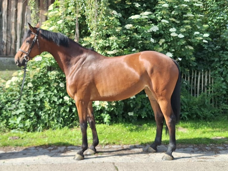 Hannoveraan Merrie 5 Jaar 170 cm Bruin in Gorleben