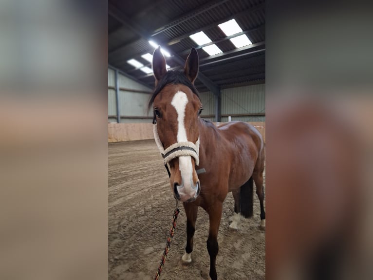 Hannoveraan Merrie 5 Jaar 170 cm Bruin in Rehbeck
