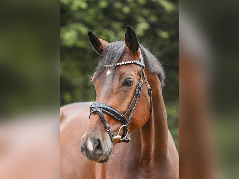 Hannoveraan Merrie 5 Jaar 170 cm Bruin in Riedstadt