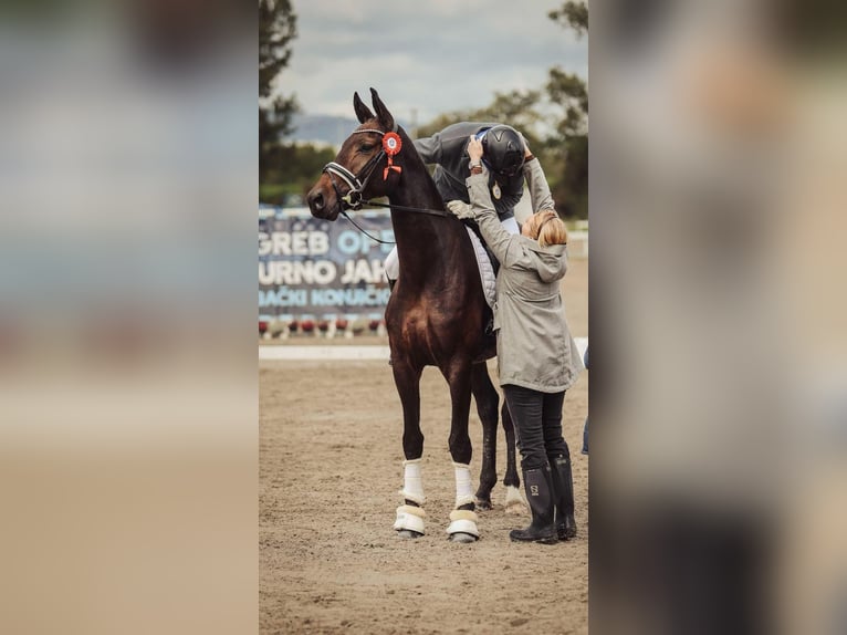 Hannoveraan Merrie 5 Jaar 170 cm Donkerbruin in Croatia