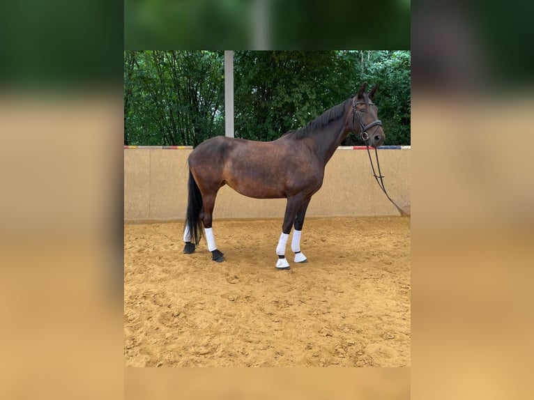 Hannoveraan Merrie 5 Jaar 170 cm Donkerbruin in Lohmar