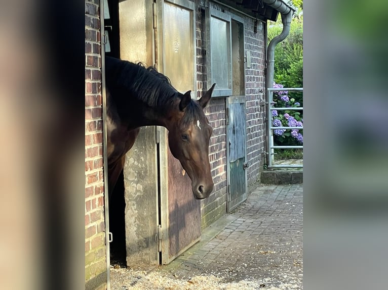 Hannoveraan Merrie 5 Jaar 170 cm Donkerbruin in Lohmar