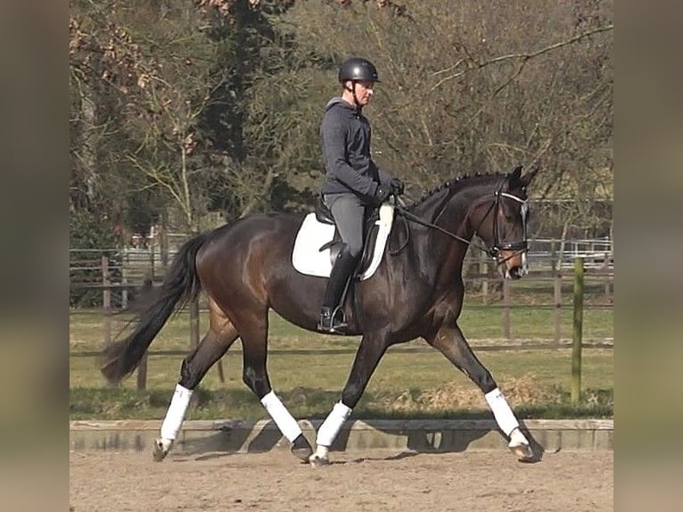 Hannoveraan Merrie 5 Jaar 170 cm Donkerbruin in Ratekau