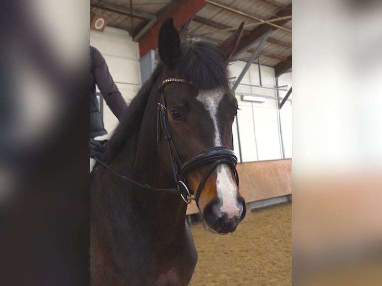 Hannoveraan Merrie 5 Jaar 170 cm Donkerbruin in Ratekau