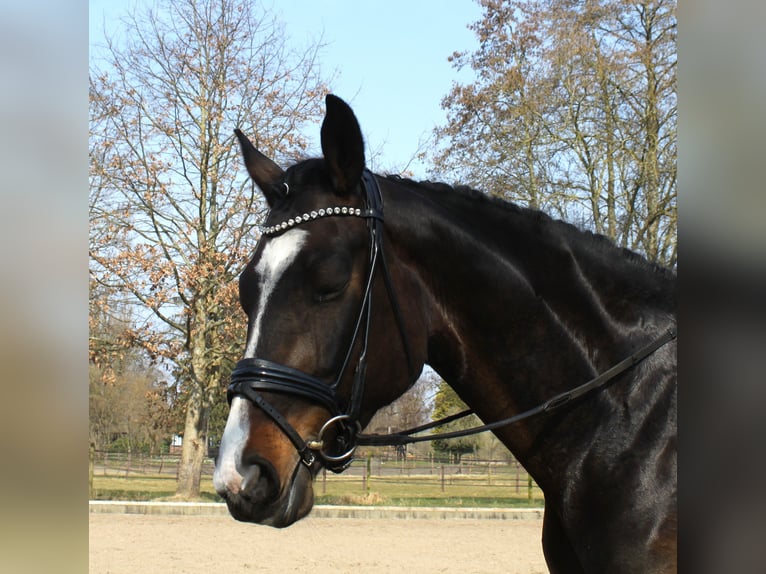 Hannoveraan Merrie 5 Jaar 170 cm Donkerbruin in Ratekau